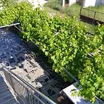 Josipa Apartman